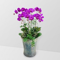 핑크 호접란MTFF031, 서울특별시／광역시／경기도, 베이직, 필요없음