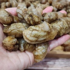 경남 마산진동 생물 오만둥이 1키로 2키로 제철오만둥이 세척 미더덕 회 당일작업, 1세트, 통통 오만둥이 2kg