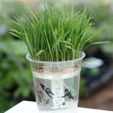 호호마켓 새싹키우기 컵 컵가든, 무순