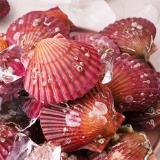 산지직송 선별 세척 제철 통영 홍 가리비 5kg, 1개
