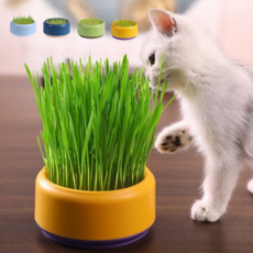 고양이 캣 그라스 반려동물 용기 키우기 고양이 풀 재배 수경재배 급수기 밥그릇 급식기 사료 식기 화분, 그린