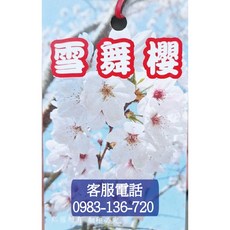 櫻花苗 染井吉野 河津櫻 昭和櫻 紅粉佳人 富士櫻 雪舞櫻 普賢象櫻