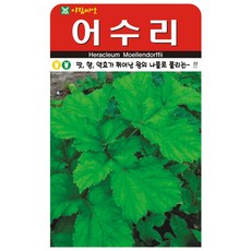 헬프팜 어수리 50립 씨앗 아람종묘 종자, 2개