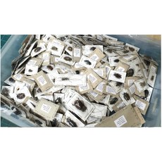 800원(팔백원) 곤충표본, 0.5~3cm 내외, 1개
