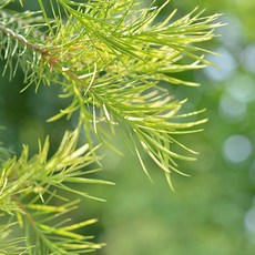 티트리(TEA TREE)-MN, 1개, 50ml