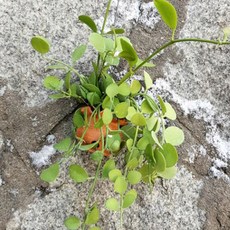 들꽃향기 공중식물 에어플랜트 틸란드시아 인테리어 공기정화 화분식물, 옹기디시디아그린, 1개