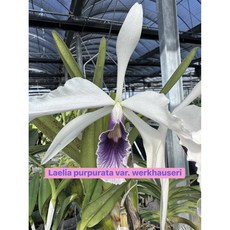 [신라난농원]카틀레야원종.purpurata werkhauseri.퍼프라타 워카우세리.좋은향.예쁜연보라색의 진보라색립프.꽃모양예쁨.고급.인기품종.필독뒷사진참고, 1개