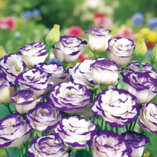 비그린몰 베란다 정원 꽃씨 -화사한 리시안셔스 씨앗 외 시리즈, 리시안셔스 블루 피코티 10립