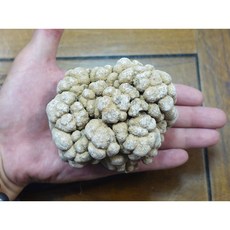 §能量礦石§ 泰國宗教礦物 腦舍利 638.5公克 9.4公分 少見大尺寸, 1個