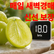 매일 새벽경매 샤인머스켓 씨없는포도, 1박스, 1kg (18brix)