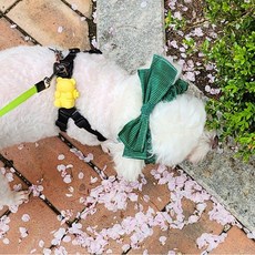 애견 필수템! 강아지 리본 머리띠 파티 2종 이어슈슈(귀 통풍 효과에 패션까지 챙기세요), 그린파티, 1개