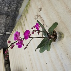 식물교감 호접란 금나비((쌍대) 서양란 난초 개업 축하선물, 만천홍, 1개