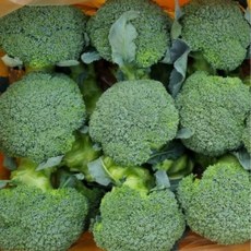 국내산 제주 브로콜리 브로컬리, 1개, 2kg