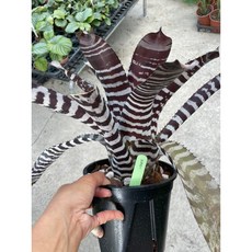 霏霏園藝五彩斑馬鳳梨一棵 無刺安全 美化寵物環境 淨化空氣 易於照料 增添熱帶風情, 1個