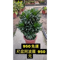 霏霏園藝 阿波羅 招財樹 盆栽 1尺盆