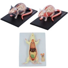 쥐 모형 장기 해부 동물 해부학 교육용 교구 실습전, 흰쥐, 흰쥐