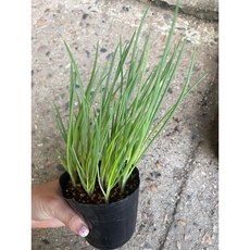 쪽파 모종 1컵, 1개