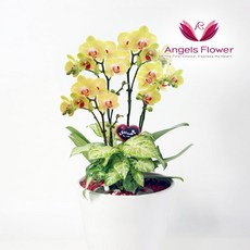 [엔젤스플라워] 노랑 호접란 고급형 서양란 관엽식물 전국 꽃배달서비스 당일배송 예약일배송, 1개
