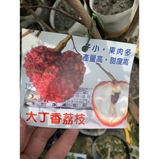 掛花大丁香荔枝樹一棵特價，美化居家空間，增添自然氣息，享受清新宜人生活