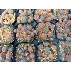 벨벳바위솔 노지월동 석부작 다육식물 석부작 분경