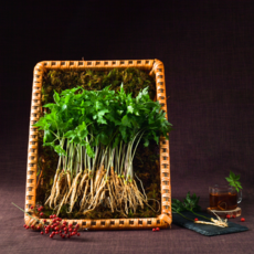 [새싹인삼 장성농장] 문영철 농부 새싹삼 새싹인삼, 800mg, 120개