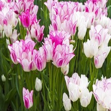 [나은식물원]53.[튤립 모종] 캔디클럽 다화성-10cm 2포트