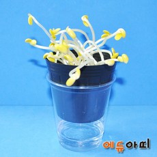 콩나물기르기 콩나물키우기 (5인용)-RAT