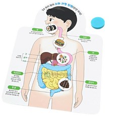 (SA) 우리 몸의 소화 과정 탐험 (안전 자석)(1인)