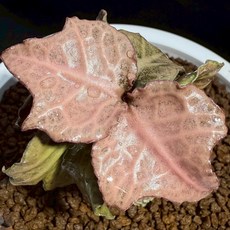 布楚禮 彩葉麒麟 世界樹系列 426