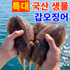 [한정기획특가]재구매1위 A급 국산 생물 갑오징어, 1박스, 1kg (2-4미)