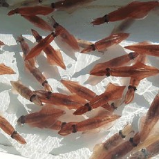 국내산 총알 한입 한치 통찜 볶음 숙회 500g, 1개, 500g 내외(10-20미 내외)