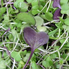 국내산 어린잎 모듬 베이비순 50g 10개 이강산닷컴