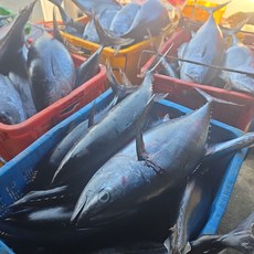 국내산 생물 통 참다랑어 2.5~3.5kg급, 1개, 2.5~3.5kg 급