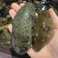 통영 자연산 활 해삼 500g, 1개