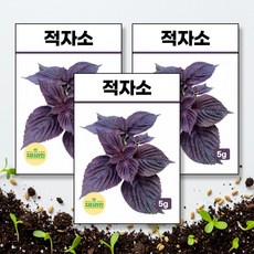 적자소 씨앗 종자 5g, 3개