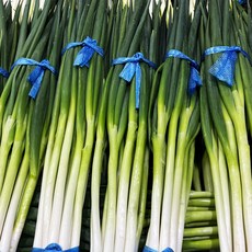 국내산 대파 흙대파 노지대파, 1박스, 2kg