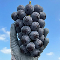 [하루30박스한정] 산지직송 초고당도 거봉 포도, 1박스, 500g