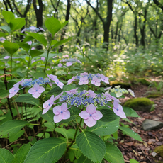 천지인야생화 차수국 모종 감로차 모종 1개