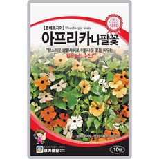 산들마켓 아프리카 나팔꽃씨앗 10립 5개의 큰 잎을 가지고 있는 일년생 꽃씨 종자, 1개