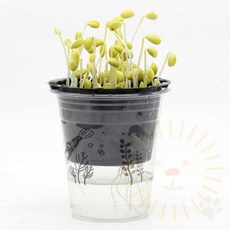 단디 콩나물키우기 식물세트, 1개