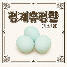 (부화용)청계란 청란 유정란 1개