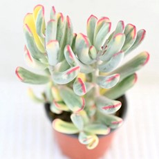 원종방울복랑금 다육이 독특한 형태와 아름다운 색감 실내 장식용, 1개, 청색