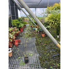 霏霏園藝 柳樹苗 50-70公分以上