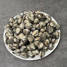 [제니네 제철과일] SG 산지발송 벌교 새꼬막 제니네 추천, 2kg, 1개, 2kg(대)