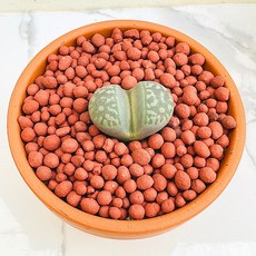 농장직송 산아래 다육이 생명력최고 키우기쉬운 공기정화 전자파차단 리톱스 자어리 다육 식물 선인장, 1개, 럭셔리