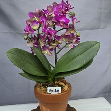 이태리토분/레드플럼 호접란/선물용 으로 추천, 1개