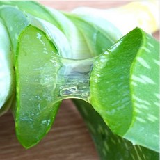 먹는 생알로에 생잎 1kg 무농약 사포나리아잎, 1개