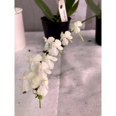 [루반정원] Aerangis citrata, 1개