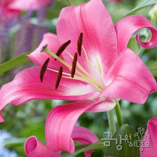 향기로 기억되는 백합 11품종 컬렉션 금강원예, 1개, 로비나