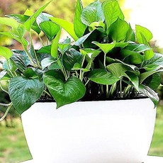 화분 자동급수 기능 실내용 인테리어 재배